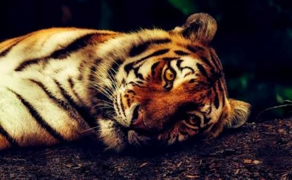 Refleksi Hari Harimau Sedunia, Apa Kabar Nasib Harimau Indonesia?