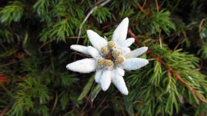 Cerpen | Bunga Edelweiss