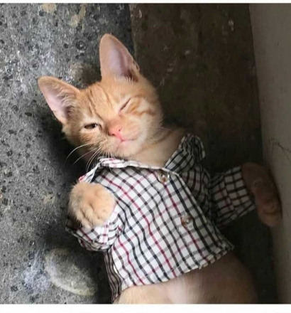 Hiro, Kucing Kecil yang Beri Arti Semangat Hidup