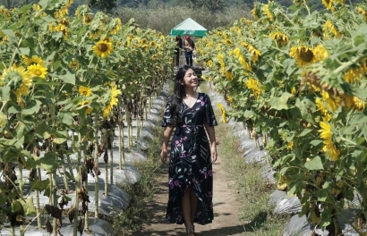Menikmati Keindahan Hamparan Bunga Matahari di Taman Dewari