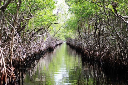Potensi Hutan Mangrove