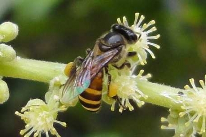 Jenis Lebah Madu Paling Kecil, Apis andreniformis