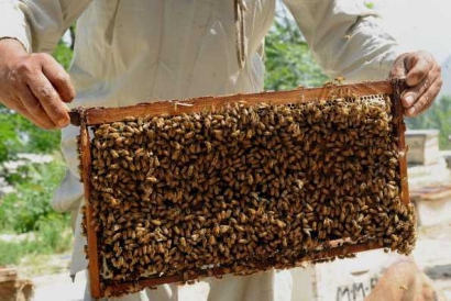 Apis Mellifera, Lebah Madu Paling Produktif dan Banyak Dibudidaya