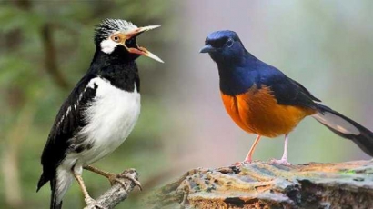 5 Jenis Burung Terancam Punah, Dulu Dilindungi, Sekarang Tidak
