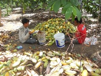 Mengolah Limbah Kakao Menjadi Vermikompos di Desa Saree, Aceh Besar
