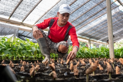 Pakar Pertanian Unhas Beberkan Penyebab Turunnya Produktivitas Kakao