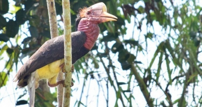 Ketika Si Petani Hutan Menjadi Penting untuk Dilindungi