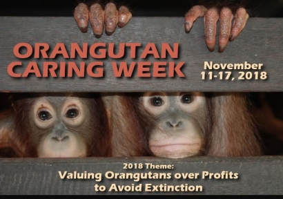 Pekan Peduli Orangutan 2018, Memaknai Nilai Penting Orangutan untuk Menghindari Kepunahan