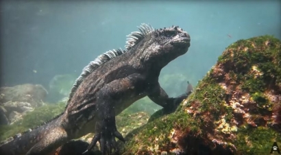 Iguana Laut (Marine Iguanas) yang Dijuluki Bayi Godzilla