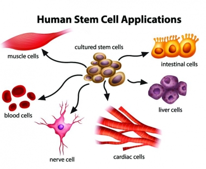 Penggunaan Stem Cell sebagai Aplikasi Biologi Sel dalam Bidang Kesehatan dan Kefarmasian