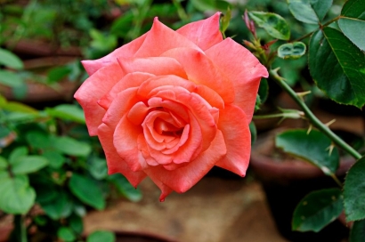Mawar Jingga
