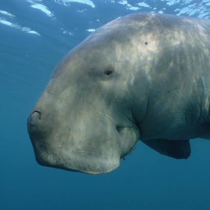 Mengenal Biota Laut, Dugong Sebagai Sosok Mitologi Dongeng