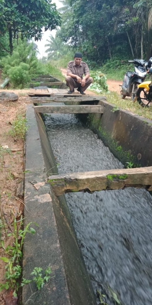 Bahaya... Kubikan Limbah PKS PTPN VI Rimbo Dua Dibuang ke Sungai Alay