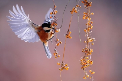 Prosa Puisi | Pesona Burung dan Bunga dalam Bakti pada Pencipta
