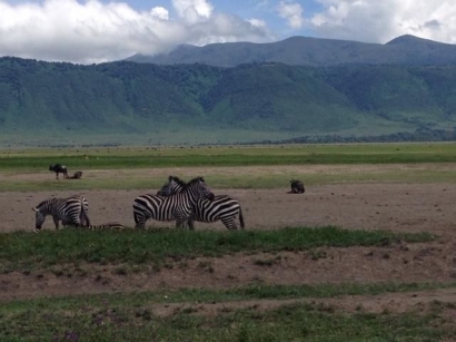 Asyiknya Berjumpa dengan Satwa Liar Sekaligus Wisata Sejarah di Tanzania