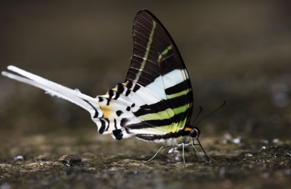 Kupu-kupu Ekor Sriti yang Dikagumi Alfred Russel Wallace