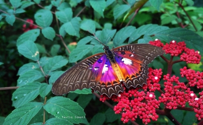 Rona Merah Kupu-kupu Bidadari yang Memikat Hati