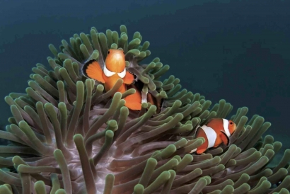 Duh Anemon, Si Rumah 'Nemo' jadi Pepes Buli Buli di Wakatobi!