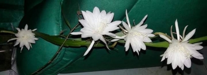 Asyiknya Bertanam Bunga Wijaya Kusuma