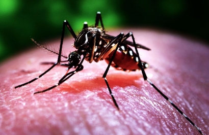 Terkena Demam Berdarah Dengue? Sari Kurma Bisa Membantu