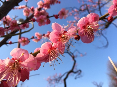 Plum Blossom Festival, Festival Saudaranya si Bunga Sakura