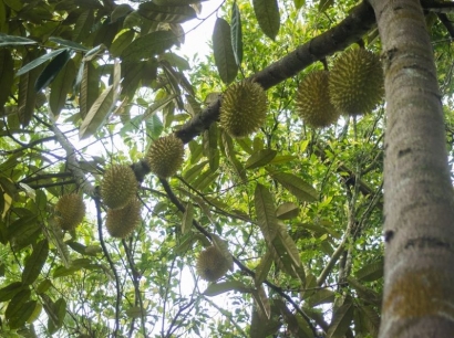 Durian Lokal Cimanggu yang Mendunia