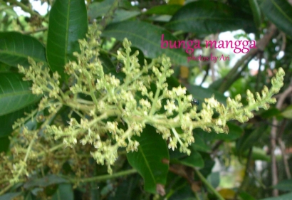 A Sweet Memory with Mango Flowers