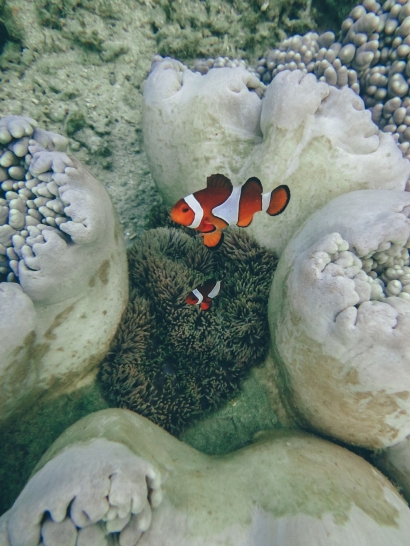 Tanjung Karang Donggala, House Reef Terindah Sulawesi Tengah