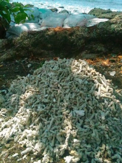 Kompepar Menyesalkan Penjarahan Patahan Terumbu Karang Mati di Pantai Geopark Sukabumi 