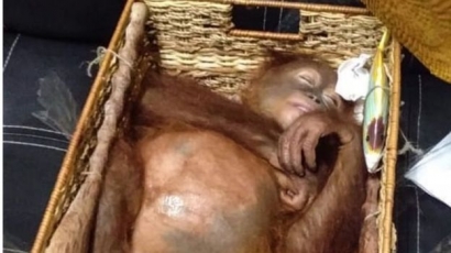 Fenomena "Gunung Es" Penyelundupan Orangutan