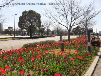 [Berburu Sakura 4] Kolaborasi "Festival Tulip" dengan Sakura, Bunga-bunga Fenomenal Dunia