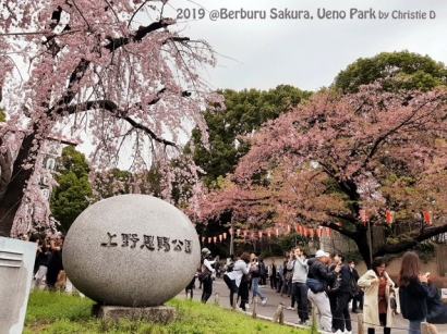 [Berburu Sakura 5] Sakura "Raksasa" Edohigan, Membuai Mata di Pintu Masuk Ueno Park