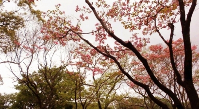 [Berburu Sakura 2] Di Mizumoto Park Kanamachi, Ini Bukan Bunga Sakura Kah?