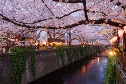 [Berburu Sakura 7] Menikmati Sakura dan "Hanami" Sepanjang Meguro River di Naka-Meguro