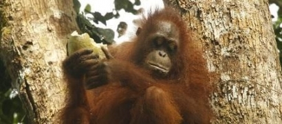Orangutan Ternyata Vegetarian dan Frugivora, Ini Alasannya