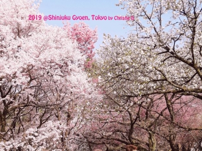 [Berburu Sakura 13] Aku, Michelle, Kayoko, Sakura, "Hanami" dan Shinjuku Gyoen National Park