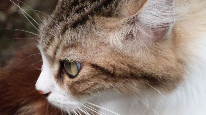 Cerpen | Kucing Garong