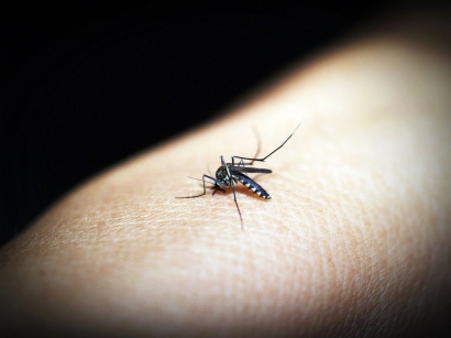 Tentang Penyakit Malaria, dari Jenis hingga Pencegahannya