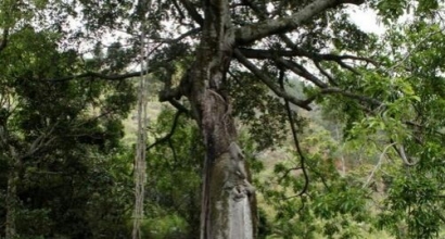 Hariara, Pohon Tertinggi Sejagad yang Ada di Tanah Batak