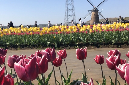 Wisata Bunga Tulip di Sakura-Shi, Jepang