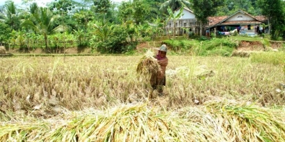 Jumlah Petani Indonesia Menurun, Generasi Muda Harus Bertindak