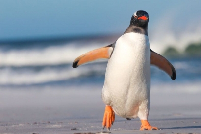 Mau Tahu Cara Penguin Menunjukkan Kecerdasan Mereka?