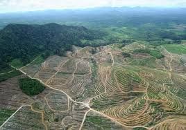 Palm Oil Country Indonesia: Addiction Palm Oil Devastating Effects
