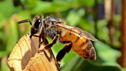 Lebah, Hewan dari Surga