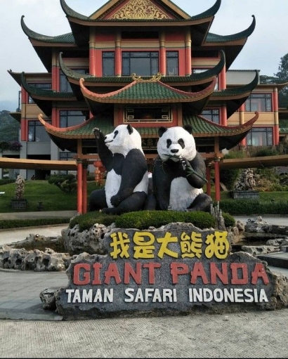 Keseruan di Taman Safari Indonesia, dengan Bermain bersama Panda Imut, Chai Tao, dan Hu Chun