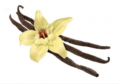 Vanilla, Sang Anggrek Komoditas Seksi yang Tak Terawat