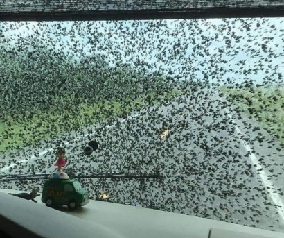 Serbuan Lalat Bercinta Untungkan Pebisnis Cuci Mobil di Amerika