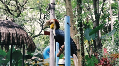 Mengenal Jenis Burung di The Jungle Waterpark Bogor