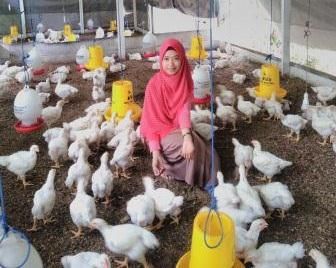 Menjahit Asa Peternak(an) Ayam Putih di Daerah Kepulauan