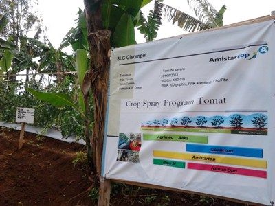 "Mimpi Kaya dari Berkebun Sayur," Harapan Petani Kota Kelas Mikro
